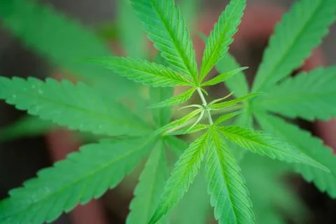 Marijuana in pod Foto stock