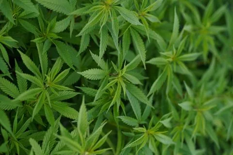 Marijuana Portrait Stock Photos