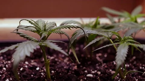 Marijuana Pot Plants Stock Footage 167702371