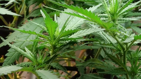 Marijuana Pot Plants Stock Footage 167702372
