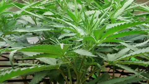Marijuana Pot Plants Stock Footage 167702596