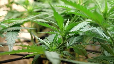 Marijuana Pot Plants Stock Footage 167705031