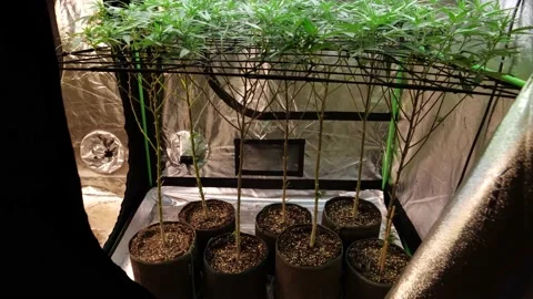 Marijuana Pot Plants Stock Footage 167705834