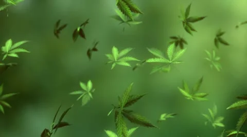 Marijuana raining dark Stock Footage 11131866