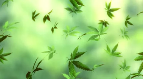 Marijuana raining light Stock Footage 11131867