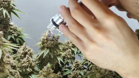 Marijuana research. CBD and THC oil in Microscope Vídeos de archivo 146687741