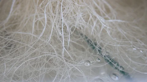 Marijuana roots in hydroponic system Roots of cannabis. cultivation cannabis Video stock 124436166