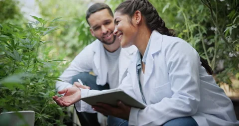 Marijuana, scientist or people with tablet in greenhouse, cultivation report or Stock Footage 336302771