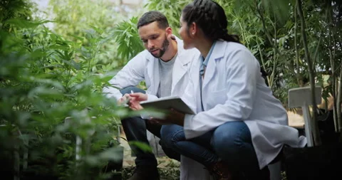 Marijuana, scientist or team with tablet in greenhouse, cultivation report or Stock Footage 336313125