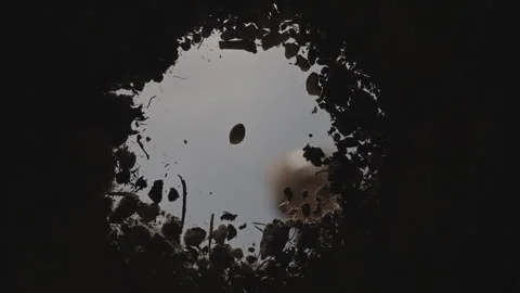 Marijuana seed covered with soil Stock Footage 315653237