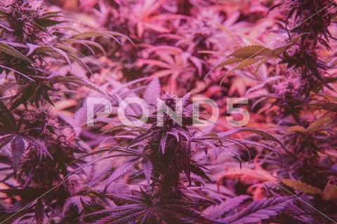 Marijuana Strains and Infused Products. Medical & Moods & Activities cannabi Stock Photos