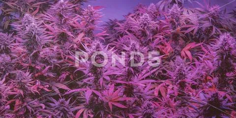 Marijuana Strains and Infused Products. Medical & Moods & Activities cannabi Stock Photos