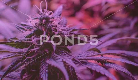 Marijuana Strains and Infused Products. Medical & Moods & Activities cannabi Stock Photos
