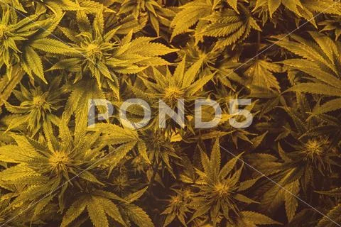 Marijuana Strains and Infused Products. Medical & Moods & Activities cannabi Stock Photos