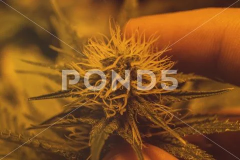 Marijuana Strains and Infused Products. Medical & Moods & Activities cannabi Stock Photos