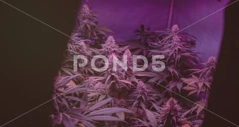 Marijuana Strains and Infused Products. Medical & Moods & Activities cannabi Stock Photos