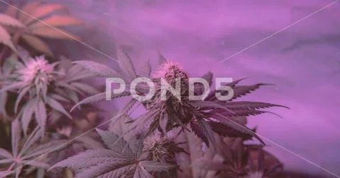 Marijuana Strains and Infused Products. Medical & Moods & Activities cannabi Stock Photos