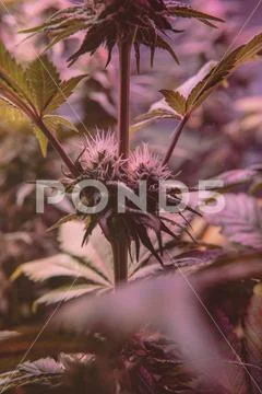 Marijuana Strains and Infused Products. Medical & Moods & Activities cannabi Stock Photos