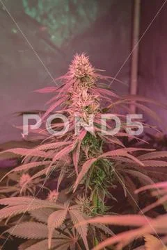 Marijuana Strains and Infused Products. Medical & Moods & Activities cannabi Stock Photos