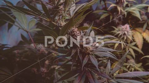 Marijuana Strains and Infused Products. Medical & Moods & Activities cannabi Stock Photos