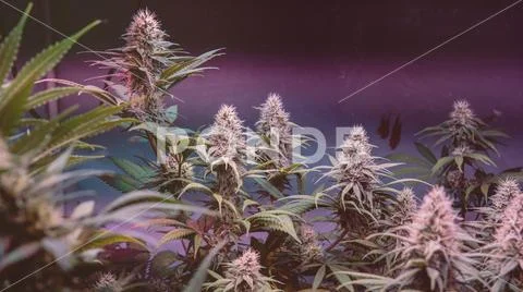 Marijuana Strains and Infused Products. Medical & Moods & Activities cannabi Stock Photos