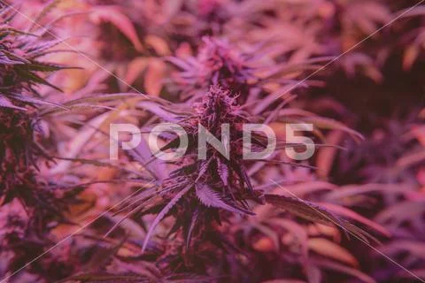 Marijuana Strains and Infused Products. Medical & Moods & Activities cannabi Stock Photos