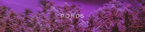 Marijuana Strains and Infused Products. Medical & Moods & Activities cannabi Stock Photos