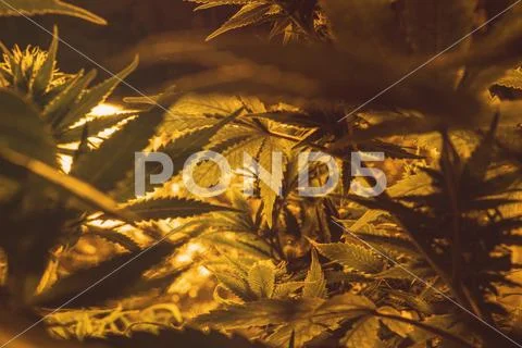 Marijuana Strains and Infused Products. Medical & Moods & Activities cannabi Stock Photos