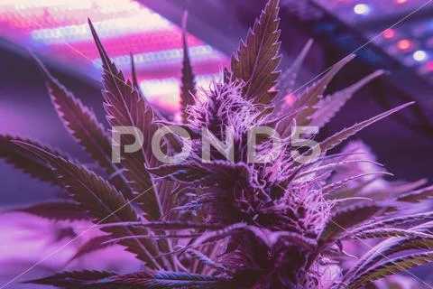 Marijuana Strains and Infused Products. Medical & Moods & Activities cannabi Stock Photos
