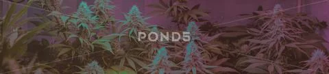 Marijuana Strains and Infused Products. Medical & Moods & Activities cannabi Stock Photos