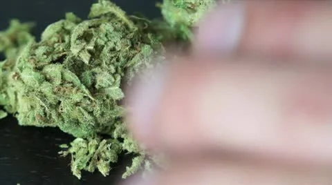 Marijuana on the Table HD Stock Footage 8993313