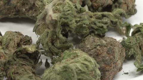 Marijuana trichomes macro .Demonstration of dry marijuana inflorescences on a Stock-Footage 146075824