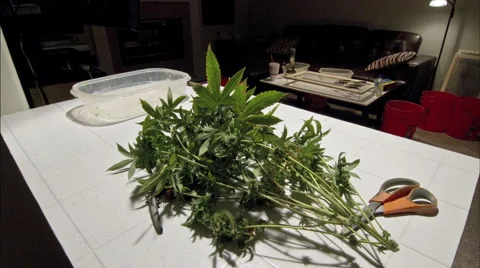 Marijuana trim time lapse inside close medium shot Stock Footage 54099656