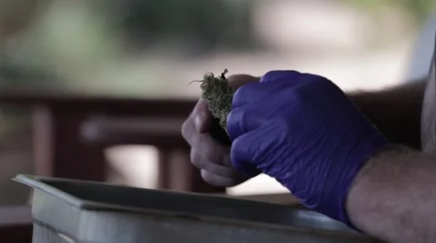 Marijuana Trimming #1 Stock Footage 45589896