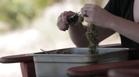 Marijuana Trimming #3 Stock Footage 45589893