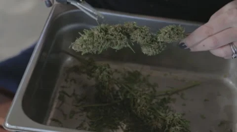 Marijuana Trimming #4 Stock Footage 45589891