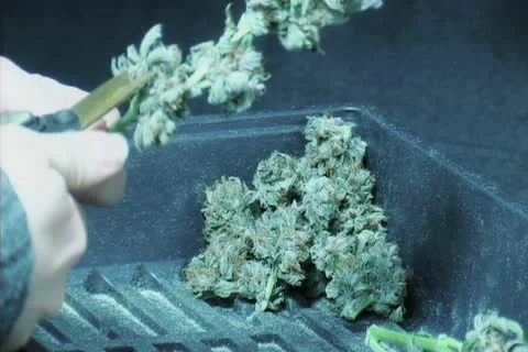 Marijuana Trimming Stock-Footage 12487829