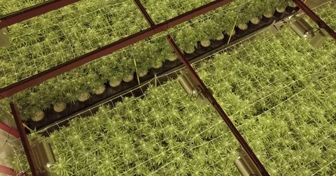 Marijuana Warehouse 01 Stock Footage 79131698