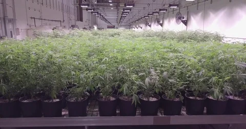 Marijuana Warehouse 02 Stock Footage