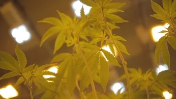Marijuana warehouse grow operation, two shot. Stock Footage 85947010