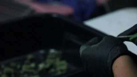 Marijuana workers trim buds, close up. Stock Footage 82328923