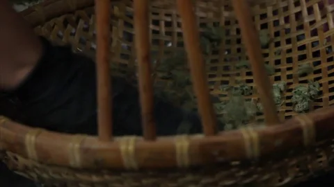 Marijuana workers trim buds. Stock Footage 82328970