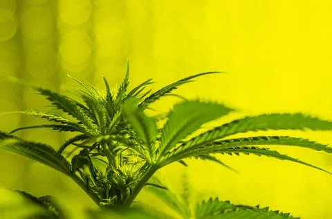 Marijuana yellow-green pattern. Stock Photos