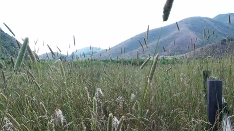 Marin Headlands Field Stock Footage 51926706
