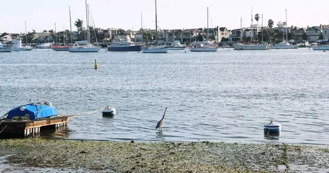 Marina and the Bird Stock Footage 101563640