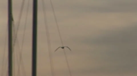 Marina Video stock 917135