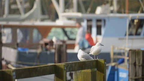 Marina: Guys working on a  boat Stock Footage 113829093