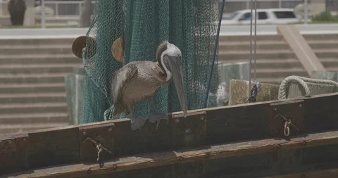 Marina Pelican 스톡 동영상 127545255