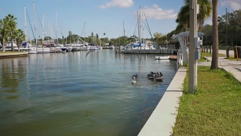 Marina with reflections pelican flying over water near a fish cleaning station o Stock Footage 314994841