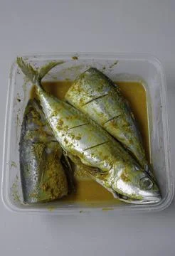 Marinated fish in plastic container with yellow spice. Stock Photos